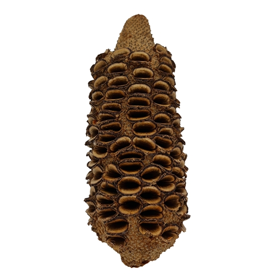 Banksia Nöt 15-20 cm