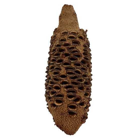 Banksia Nöt 20-25 cm